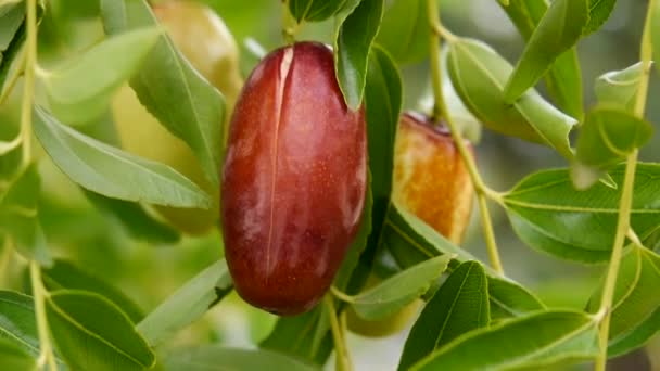 Dátum gyümölcs vagy ziziphus növekvő fa udvaron, közelkép természet bio élelmiszer — Stock videók