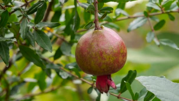 Érett gránátalma gyümölcs egy gránátalma fa ágán, gránátalma betakarítása — Stock videók