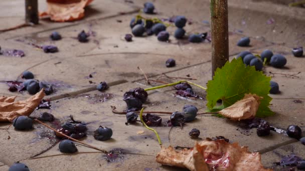 Weintrauben auf dem Boden, Weinlese im Herbst, Bauerndorf, Weingut — Stockvideo