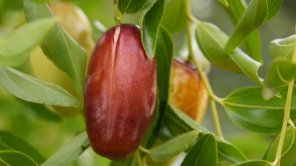 Datum frukt på träd, ziphus tropisk frukt närbild — Stockvideo