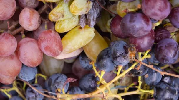 Manojos de uva. Cosecha de uva de vino de otoño. Abeja sobre uva — Vídeo de stock