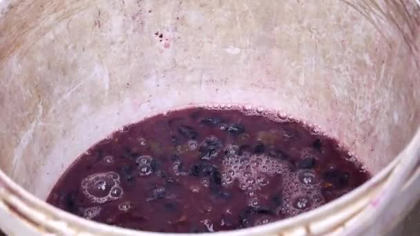 Crushed grape, grape juice raw for homemade wine, grape harvesting — Stock Video