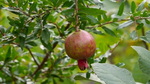 Érett fokhagyma gyümölcs termesztés fa udvaron közelről — Stock videók