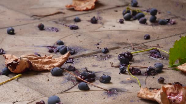 Vin de raisin pourpre, vendange en automne, village agricole, domaine viticole — Video