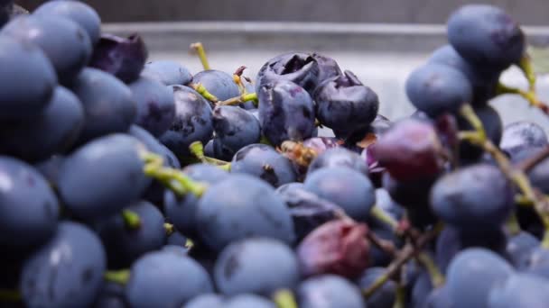 Bijen op druivenoogst close-up, oogsten voor zelfgemaakte wijn, biologisch fruit — Stockvideo