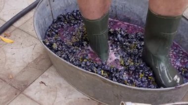 Üzüm demetleri eziliyor, ev yapımı şarap üretiliyor, üzümlü sonbahar hasadı yapılıyor.