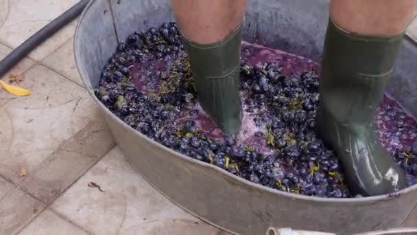 Casas de uva esmagando, fazendo suco para vinho caseiro, colheita de outono de uva — Vídeo de Stock