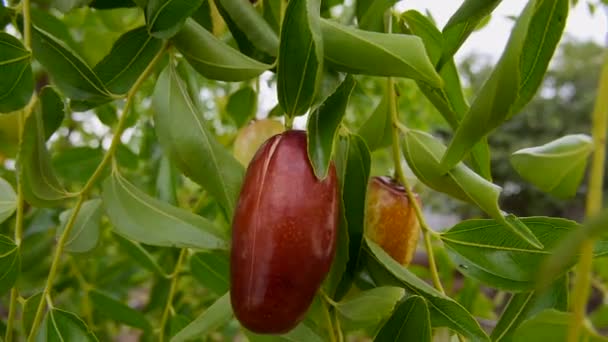 Chinis dátum gyümölcs vagy ziziphus növekvő fa, közelkép természet bio élelmiszer — Stock videók