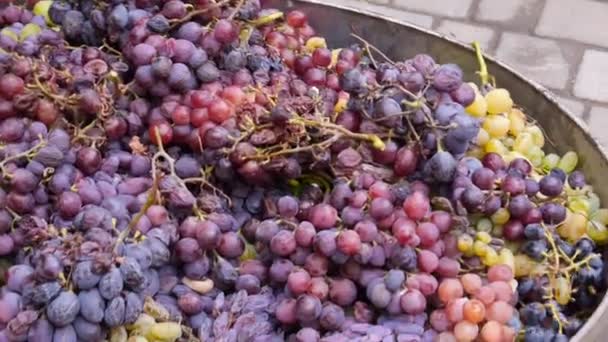 Kumpulan panen Grape. Pembuat anggur rumah — Stok Video