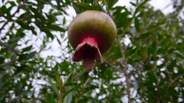 Frutto granato che cresce su albero in cortile, vicino cibo sano biologico — Video Stock