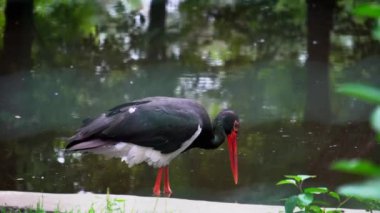Hayvanat bahçesinde nadir görülen kara leylekler, tehdit edilen türler listesinde kırmızı kuş.