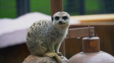 Mirket görünümlü, şirin bir hayvanat bahçesinde sörf yapan