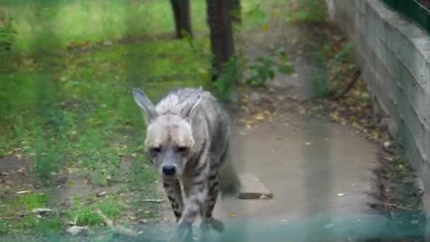 African hyena dog in zoo, wild animal in national park, close up — Stock Video