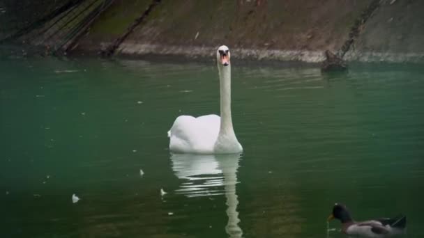 Swan swiming on lake, fly, wild bird in zoo, flaps its wings — Stock Video