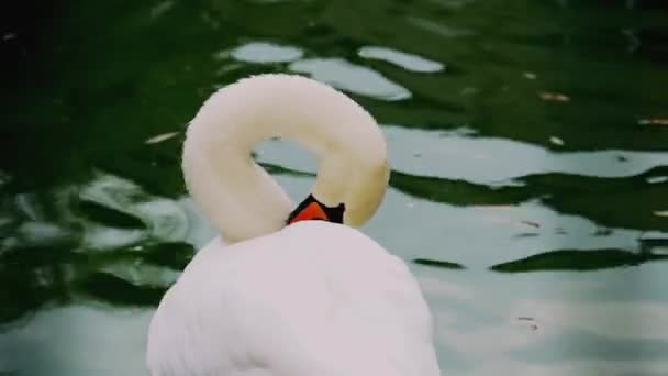 Svan på sjön rengör fjädrar med näbb, vild fågel — Stockvideo