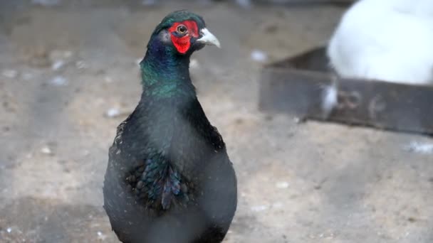 Pheasant wild bird close up, looking at camera, farm — Stock Video