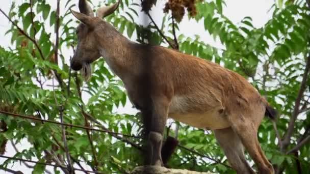 Horned goat in zoo, stand on rock behind bars — Stock Video