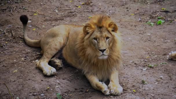 Löwe betrachtet Kamera aus nächster Nähe — Stockvideo