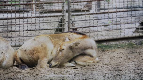 Ciervo hembra durmiendo en zoológico, animal salvaje en parque nacional — Vídeo de stock