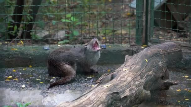 Lontra molhada no zoológico, animais bonitos no parque nacional — Vídeo de Stock