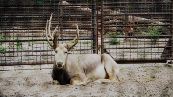 Rehe im Zoo, Tier blickt in die Kamera, Hirschhörner aus nächster Nähe — Stockvideo