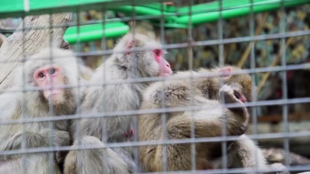 Scimmie in zoo si puliscono a vicenda, Macachi gregge — Video Stock