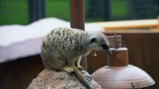Meerkat yawning 、動物園のかわいい動物、岩の上に縫合 — ストック動画