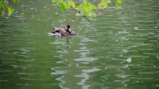 Suda yüzen ördek, vahşi doğa, kameraya yakın kuş, arka plan — Stok video