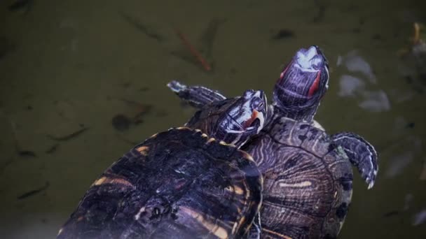 Couple de tortues nageant dans l'eau, reptile dans le zoo, gros plan — Video