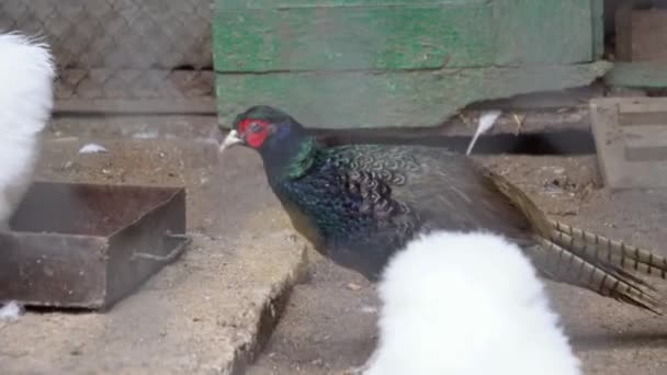 Oiseaux à la ferme, poulets et faisans derrière les barreaux dans le zoo — Video