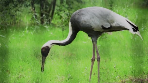 Zoo żurawinowe, ptak w parku narodowym, dzika przyroda — Wideo stockowe