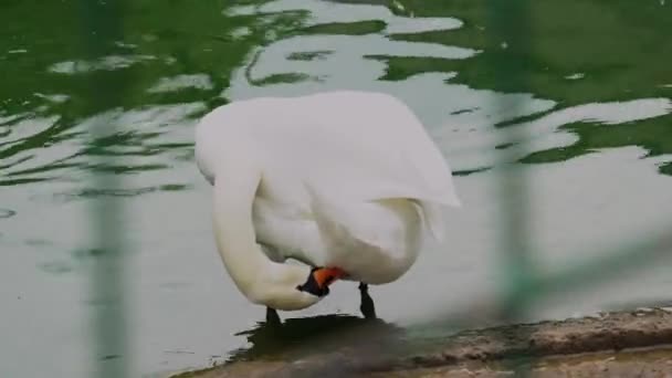 Cigno bianco nello zoo, uccello dietro le sbarre, ali di pulizia, cigno vicino all'acqua — Video Stock