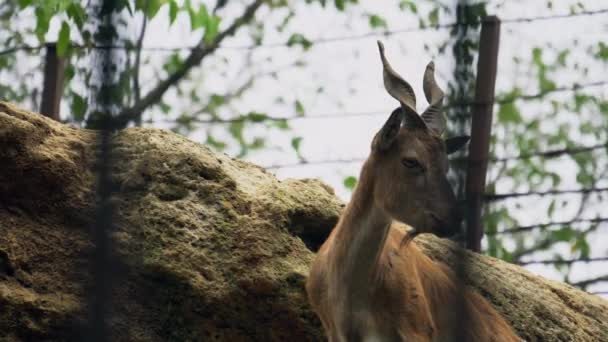 Geit op een rots, berggeit dicht bij de camera, wild dier — Stockvideo