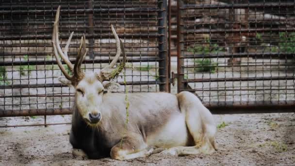 Ciervos tumbados, mirando la cámara, cuernos de ciervo cerca de animales en el zoológico — Vídeo de stock