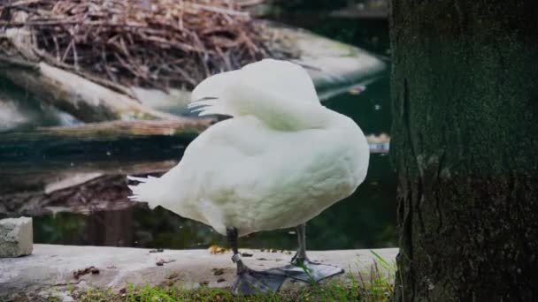Cisne limpieza plumas con pico, pájaro salvaje en el zoológico, de cerca — Vídeos de Stock