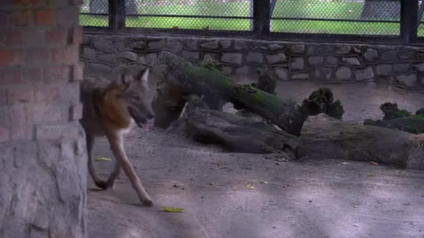 Šedý vlk v zoo, nebezpečí zajetí divokého zvířete — Stock video