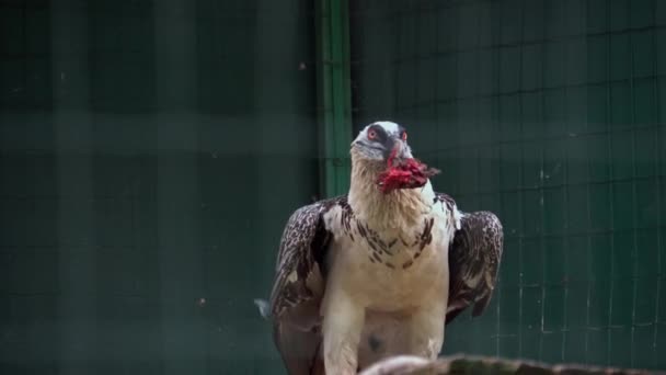 Γενειοφόρος γύπας που τρώει κρέας, άγριο πουλί στο ζωολογικό κήπο — Αρχείο Βίντεο