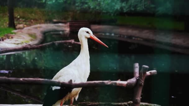 Oiseau cigogne dans le parc national, oiseau près de l'eau, grue grise dans le zoo, — Video