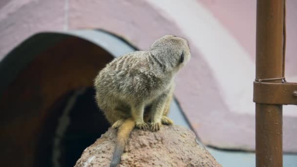 Meerkat sentado en la roca, mirando, surcado bandada en el zoológico — Vídeos de Stock