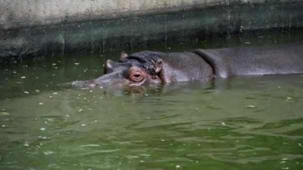 Ippopotamo nuota, pericolo animale selvatico nello zoo — Video Stock