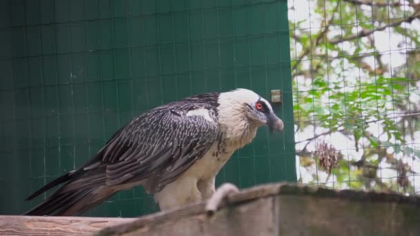 Szakállas keselyű madár a rács mögött, ragadozó vad madár — Stock videók