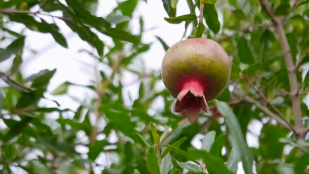Frutos de granada que crecen en el árbol, cosecha de granate en el patio — Vídeos de Stock