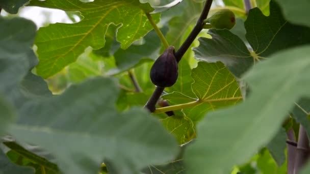 Figues mûres fruits sur branche de figuier, figues fruits tropicaux récolte — Video