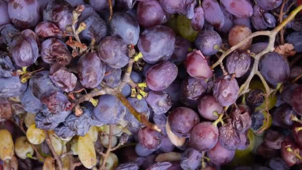 Bunches of grape close up, grape harvesting, home winery — Stock Video