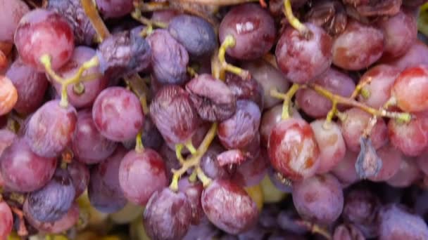 Recolección de racimos de uva de cerca — Vídeo de stock
