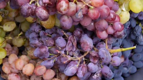 Druivenherfst oogst, druif voor zelfgemaakte wijn — Stockvideo