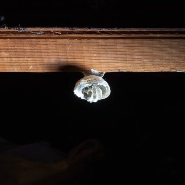 Küçük bir eşek arısı yuvası tahta bir tahtaya bağlıdır..