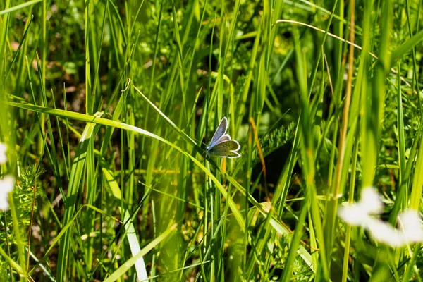 Una hermosa mariposa se sienta en una hoja . — Foto de Stock