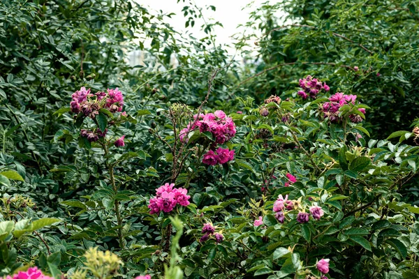 Schöner Strauch Mit Rosenblüten Nachmittag Foto Aufgenommen Tscheljabinsk Russland — Stockfoto