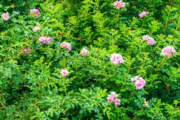 Güneşli bir günde güzel açık pembe çiçekler. Fotoğraf: Syanto Chelyabinsk, Rusya.